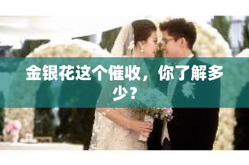 金银花这个催收，你了解多少？